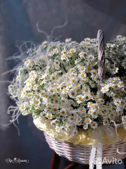 Ромашки букет цветы