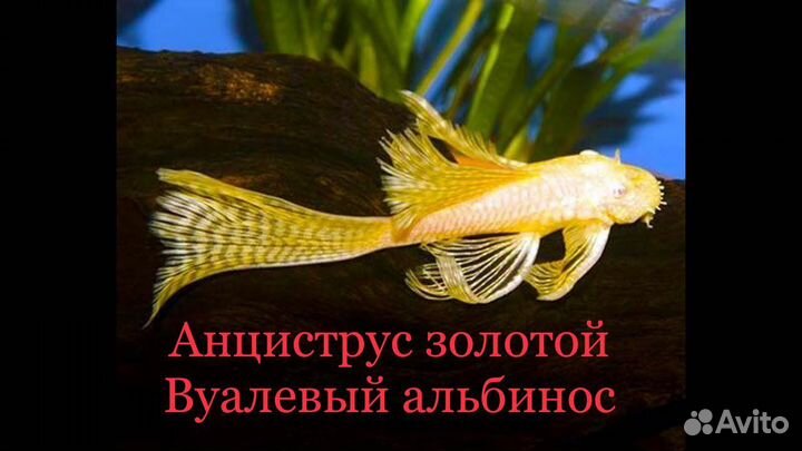 Сомики анциструсы вуалевые золотой альбинос