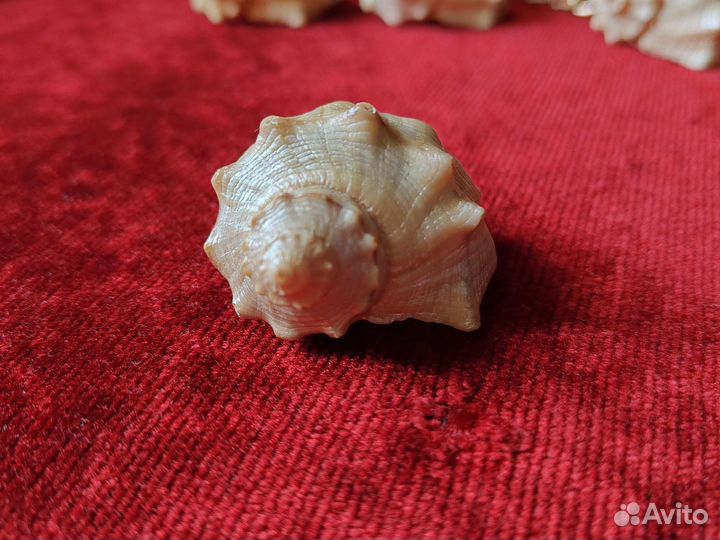 Сувенир морской Ракушка 5см