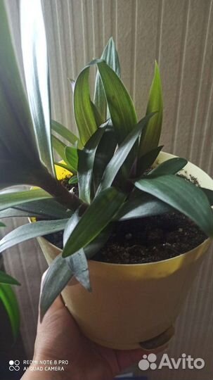 Традесканция