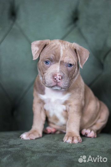 Щенки Американские булли Классик-Стандарт