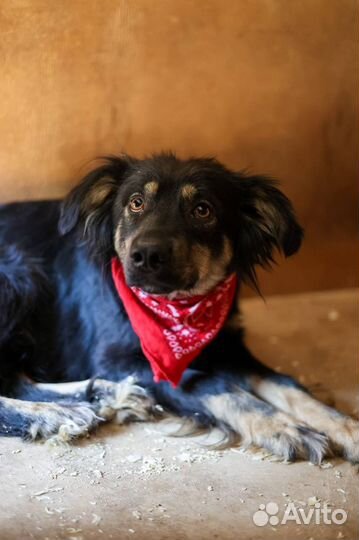 Фифа красотка, но это не помогло и она в приюте