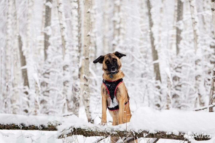 Мы с Фучем ищем жилье