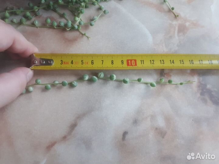 Суккулент редкий Крестовник Роули