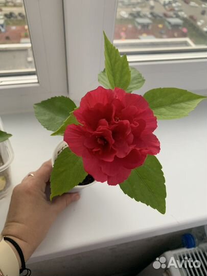Гибискус махровый розовый красный