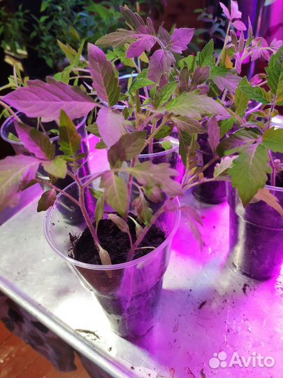 Рассада томатов и острых перцев