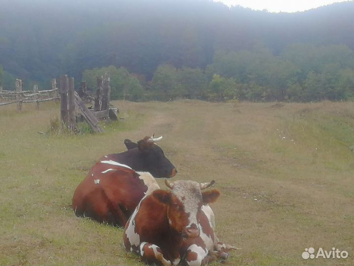 Корова, бычек и тёлка