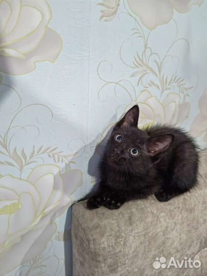 Кошка в дар