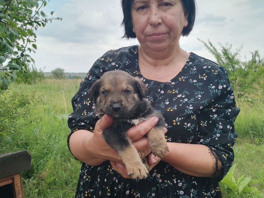 Щенки дворняжки бесплатно