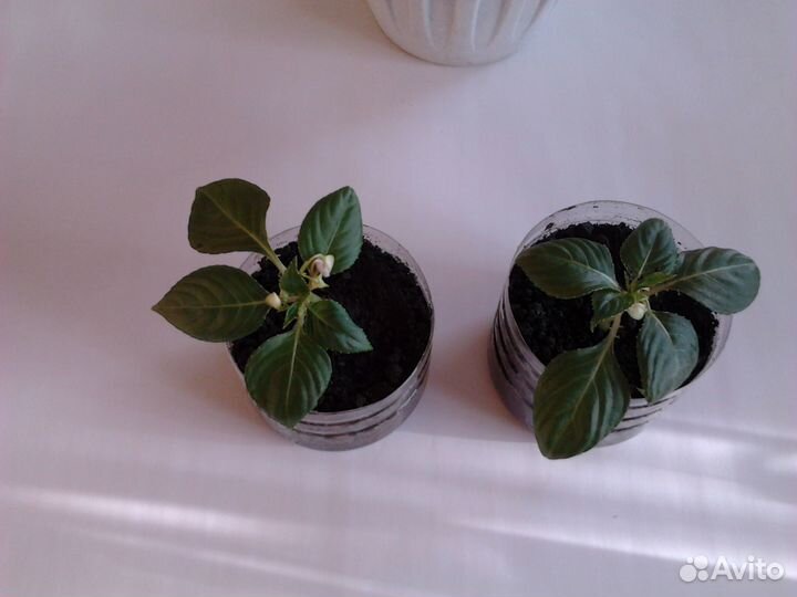 Домашние цветы разные