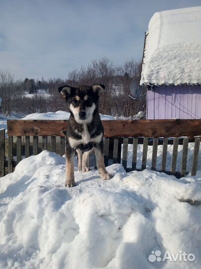 Щенок в добрые руки бесплатно