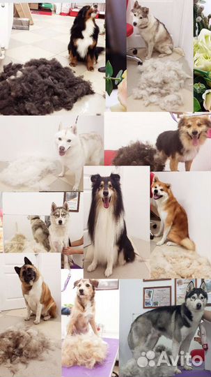 Стрижка собак и кошек, груминг, экспресс-линька