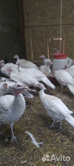 Индюки белая широкогрудая