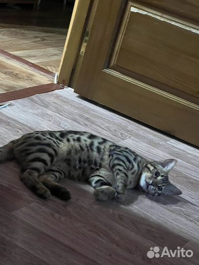 Бенгальские котята