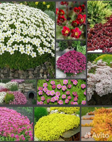 Почвопокровные расписания для альпинария и рокария