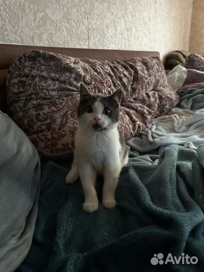 Домашняя передержка животных/зоогостиница