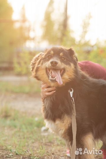 Собака в добрые руки