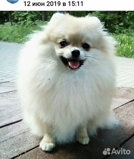 Собаки щенки шпиц