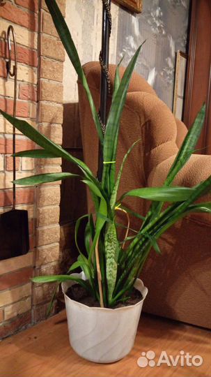 Сансевиерия 