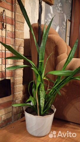 Сансевиерия 