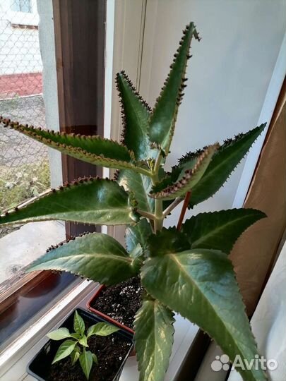 Комнатные растения