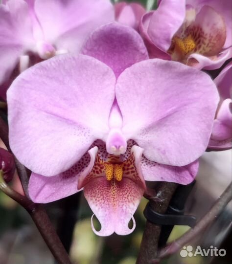 Фаленопсисы мультифлора