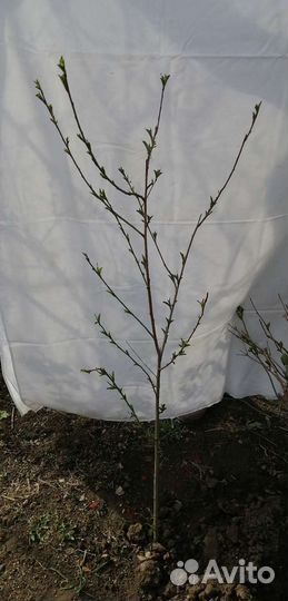 Саженцы персика некторин