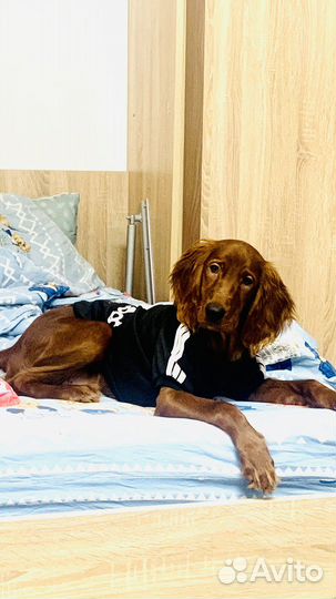 Одежда для собак