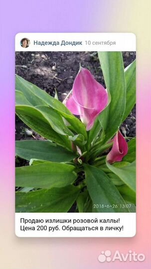 Калла розовая