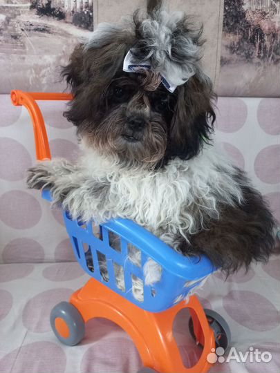 Собака ши-тцу