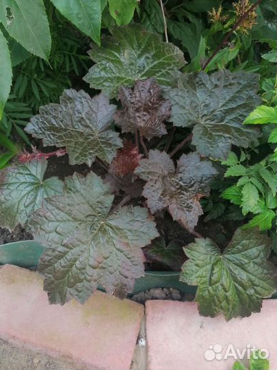 Одежда для девочки