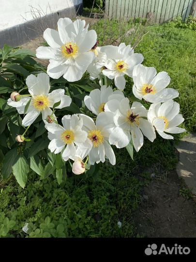 Пион Марьин корень, хоста