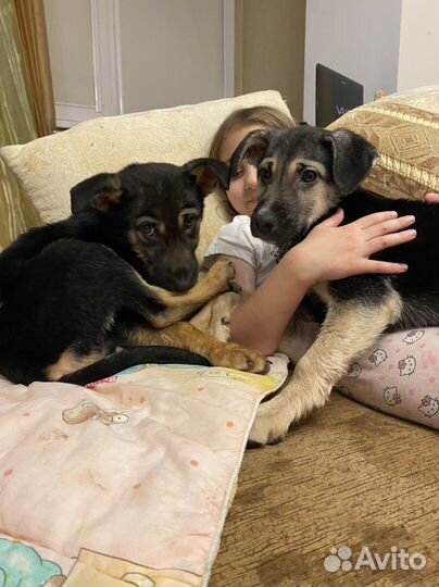 Метисы овчарки