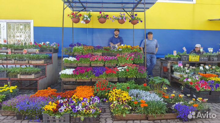 Рассада цветов