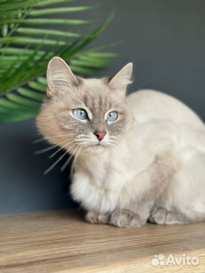 Кошка невская маскарадная