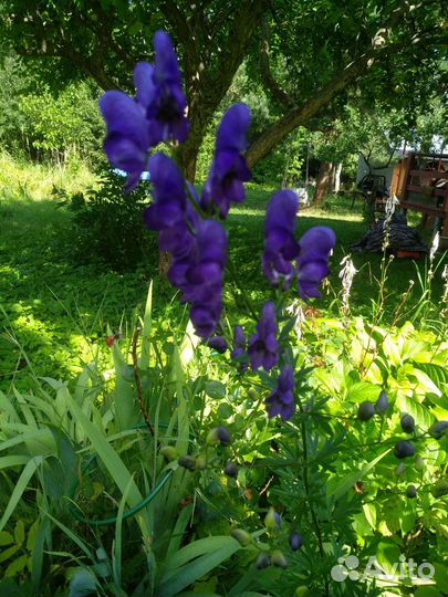 Многолетние кустарники