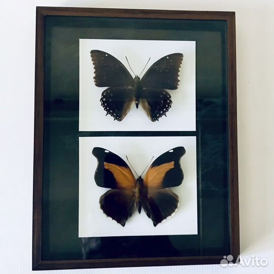 Насекомые, бабочки в рамках
