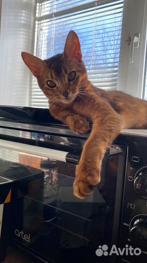 Случка кошки