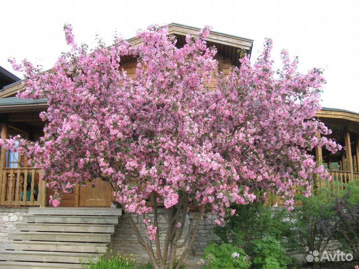 Яблоня декоративная