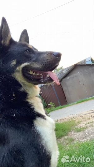 Найдена собака