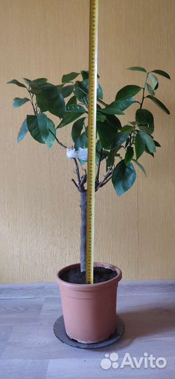 Лимонное дерево