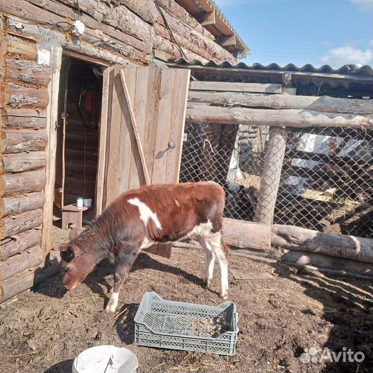 Тёлка возраст 4мес