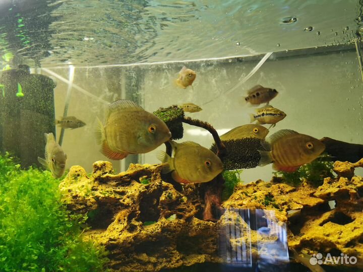 Украшения для аквариума, аквариум, рыбки