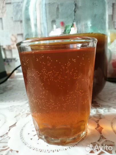 Чайный гриб