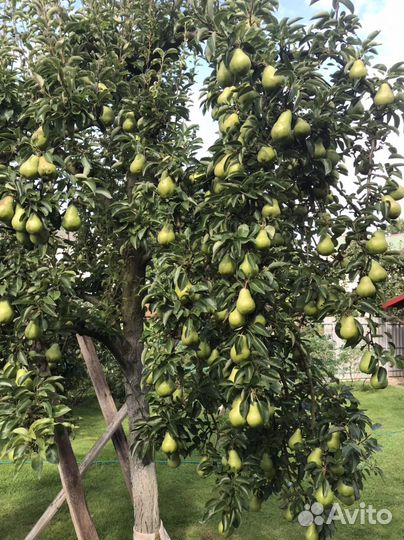 Груши домашние