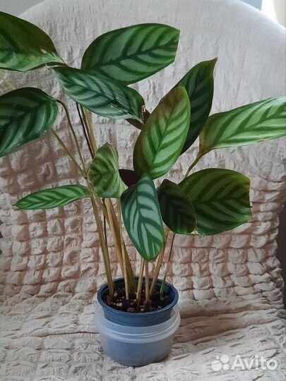 Растения для дома