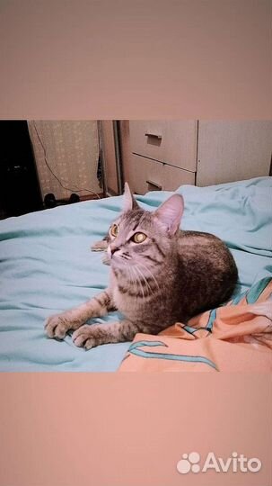 Отдам в добрые ручки