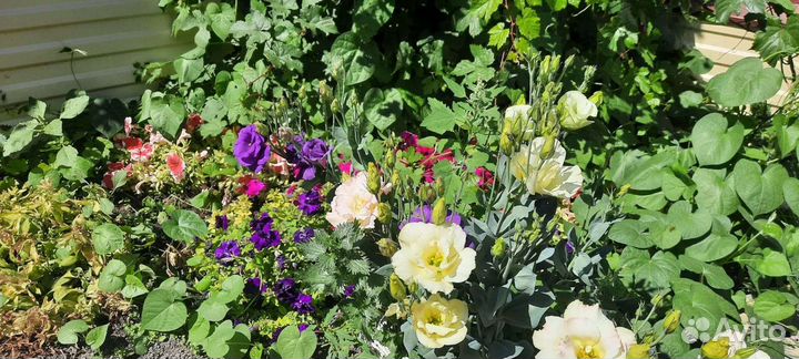 Цветы Нимфея