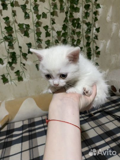 Британские котята