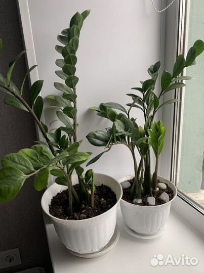 Домашняя оранжерея